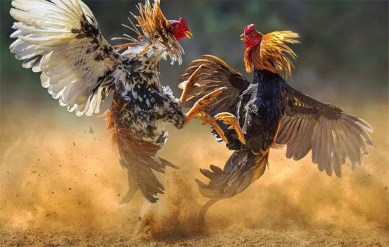 Mẹo Chơi Đá Gà WS168 ThienHaBet Thắng Lớn Dành Cho Người Mới